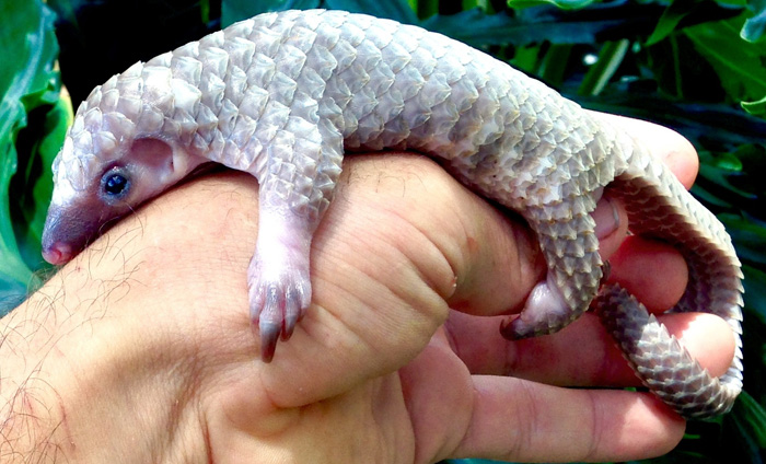 Baby Pangolin