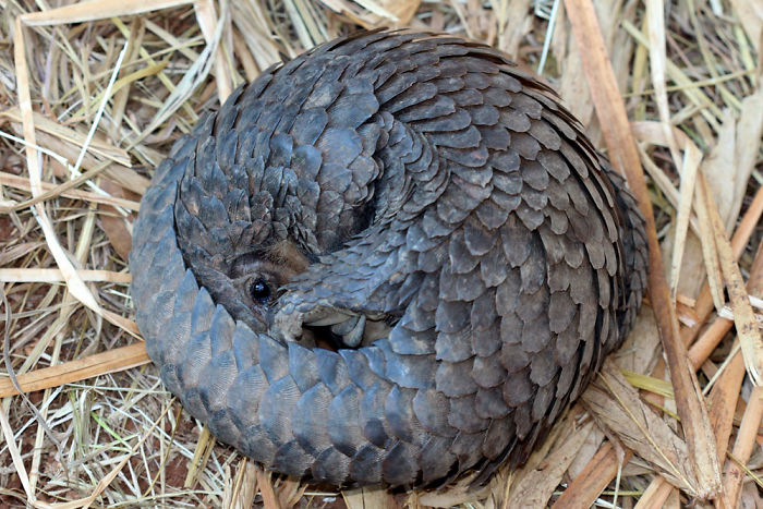 Baby Pangolin