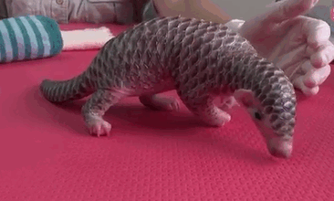 Baby Pangolin