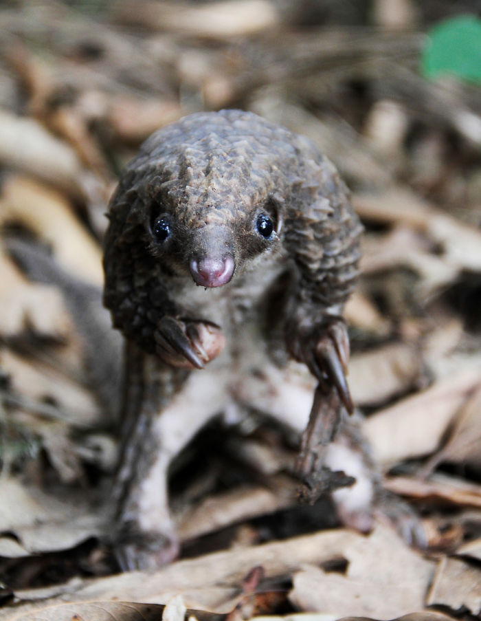 Baby Pangolin