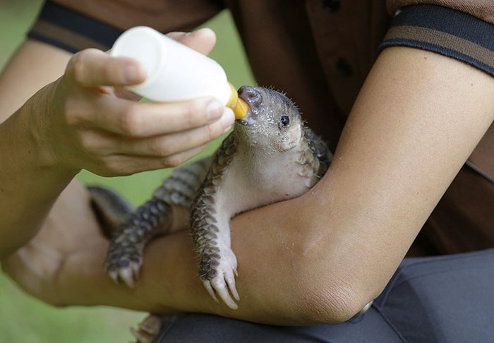 Baby Pangolin