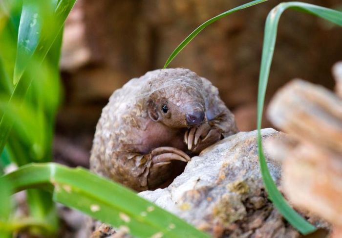 Baby Pangolin