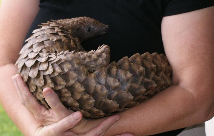 Baby Pangolin