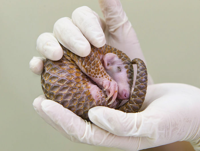 Baby Pangolin