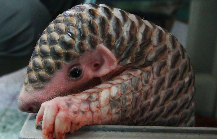 Baby Pangolin