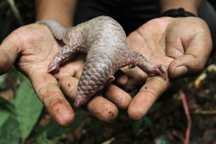 Baby Pangolin