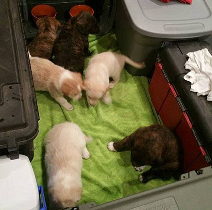 bachelor-party-stray-dog-puppies-4 bachelor-party-stray-dog-puppies-4