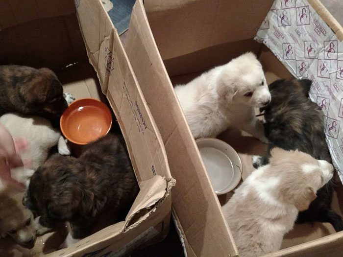 bachelor-party-stray-dog-puppies-9