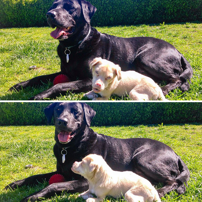 bat-dog-tucker-2 bat-dog-tucker-2