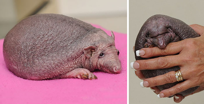 Este erizo sin púas necesita masajes regularmente, y los disfruta muchísimo