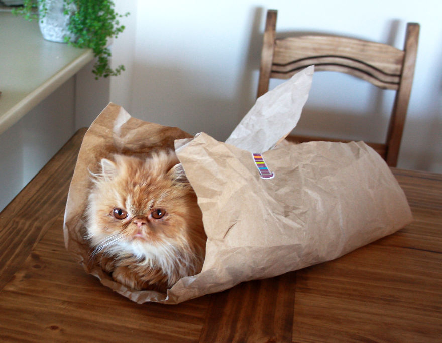 Meet Lord Wellington The Cat: Natural Redhead With A Witty Cattitude