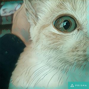 frenzlindellebridge avatar