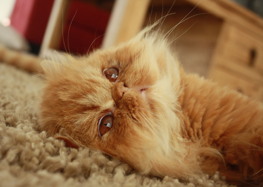 Meet Lord Wellington The Cat: Natural Redhead With A Witty Cattitude