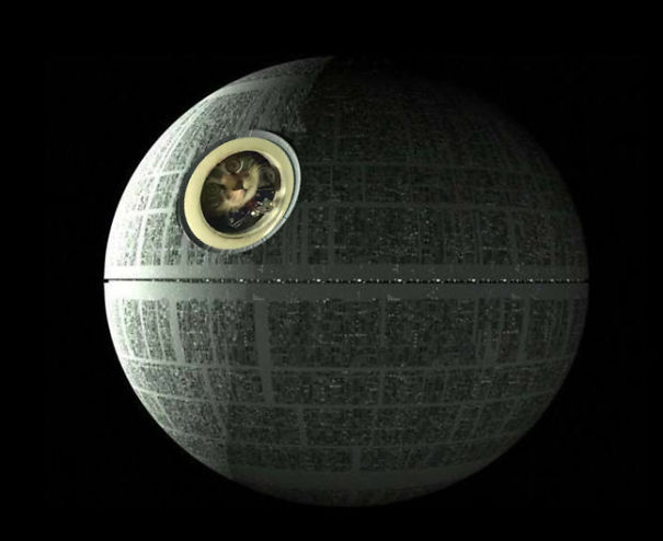 Death Star Cat