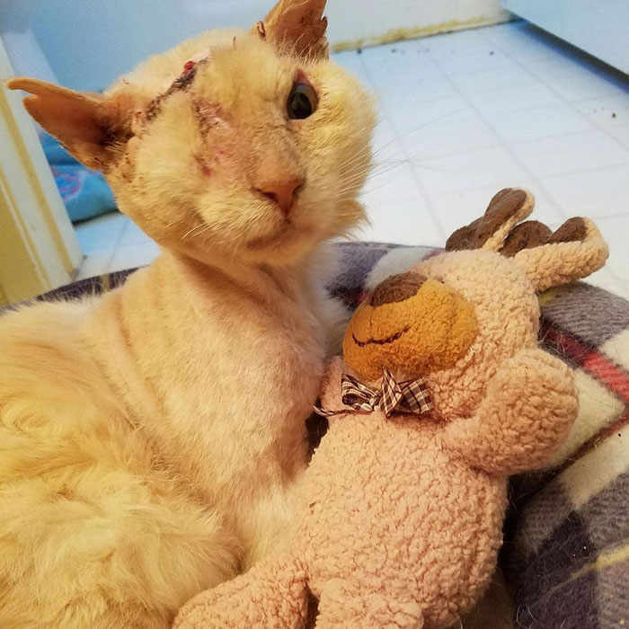 Humans Pour Acid On Cat’s Face, But He Still Loves And Trusts People