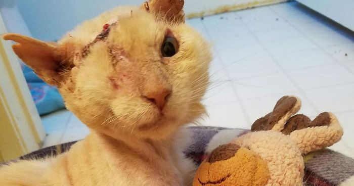 Humans Pour Acid On Cat’s Face, But He Still Loves And Trusts People