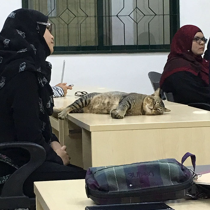 cat-sleeps-university-lecture-malaysia-4 cat-sleeps-university-lecture-malaysia-4
