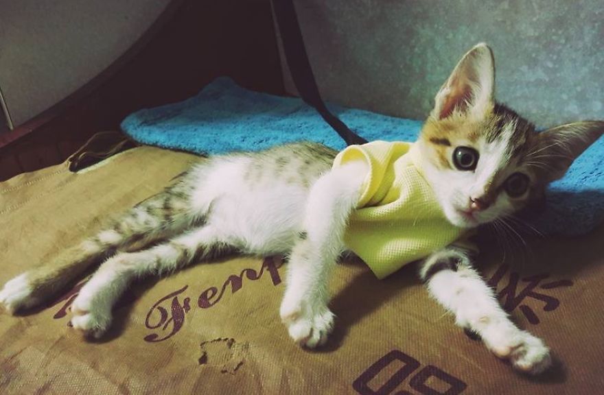 My Cat Was Always Surprised By Everything, But He Just Died From Care Sickness My Cat Was Always Surprised By Everything, But He Just Died From Care Sickness