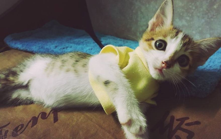 My Cat Was Always Surprised By Everything, But He Just Died From Care Sickness My Cat Was Always Surprised By Everything, But He Just Died From Care Sickness