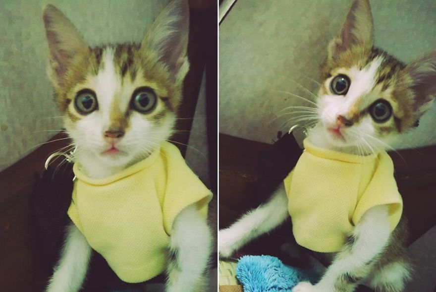 My Cat Was Always Surprised By Everything, But He Just Died From Care Sickness My Cat Was Always Surprised By Everything, But He Just Died From Care Sickness