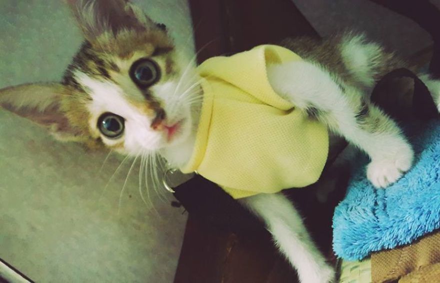 My Cat Was Always Surprised By Everything, But He Just Died From Care Sickness