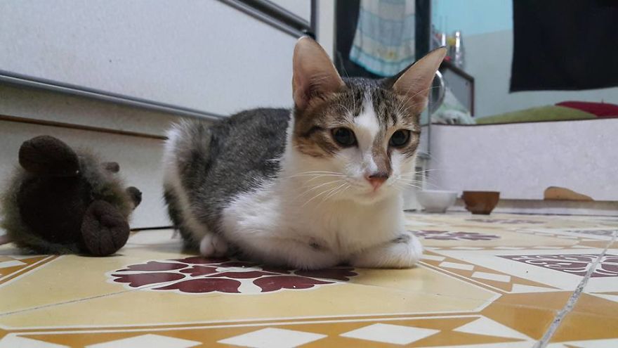 My Cat Was Always Surprised By Everything, But He Just Died From Care Sickness