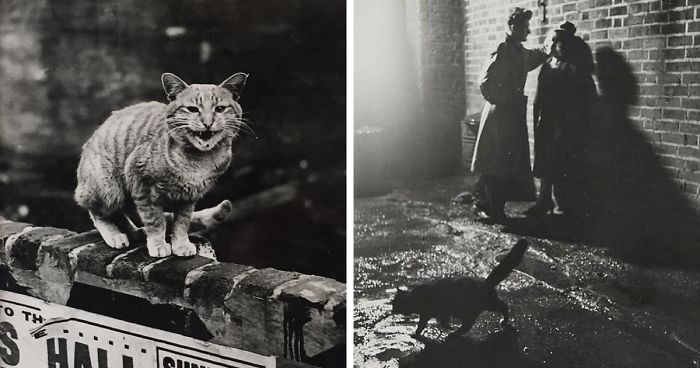 These Iconic ‘Cats Of London’ Give Us A Glimpse Into The 1950s