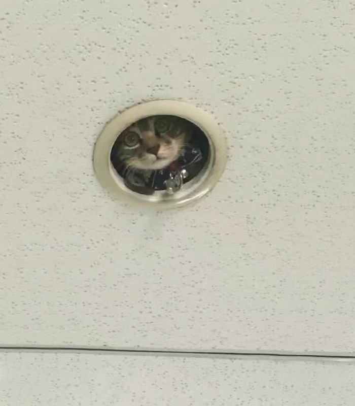 challenge-spy-cat-hiding-in-the-ceiling-2