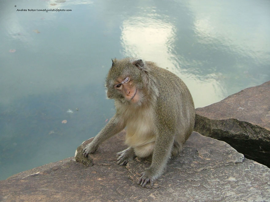 Comedy Wildlife Photography Awards 2016