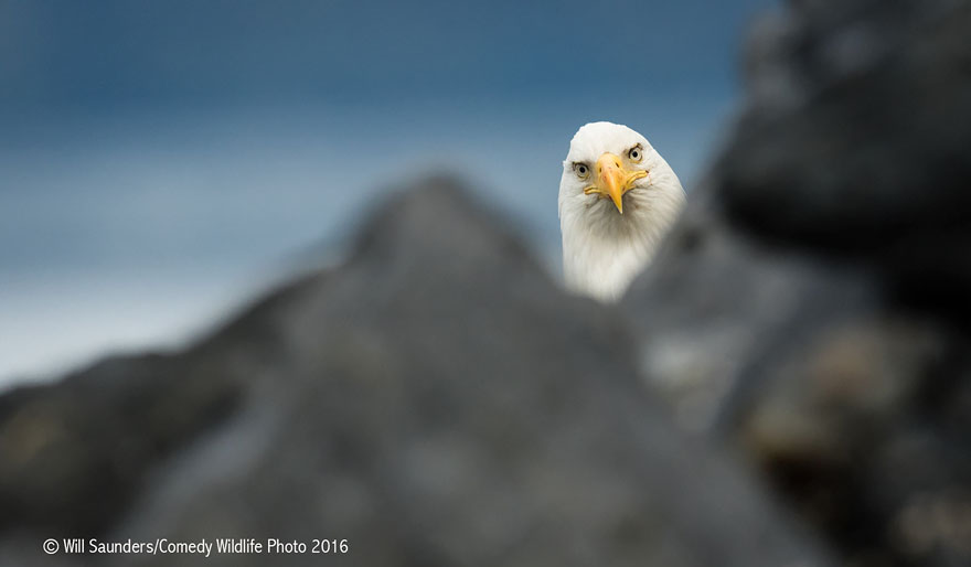 Comedy Wildlife Photography Awards 2016