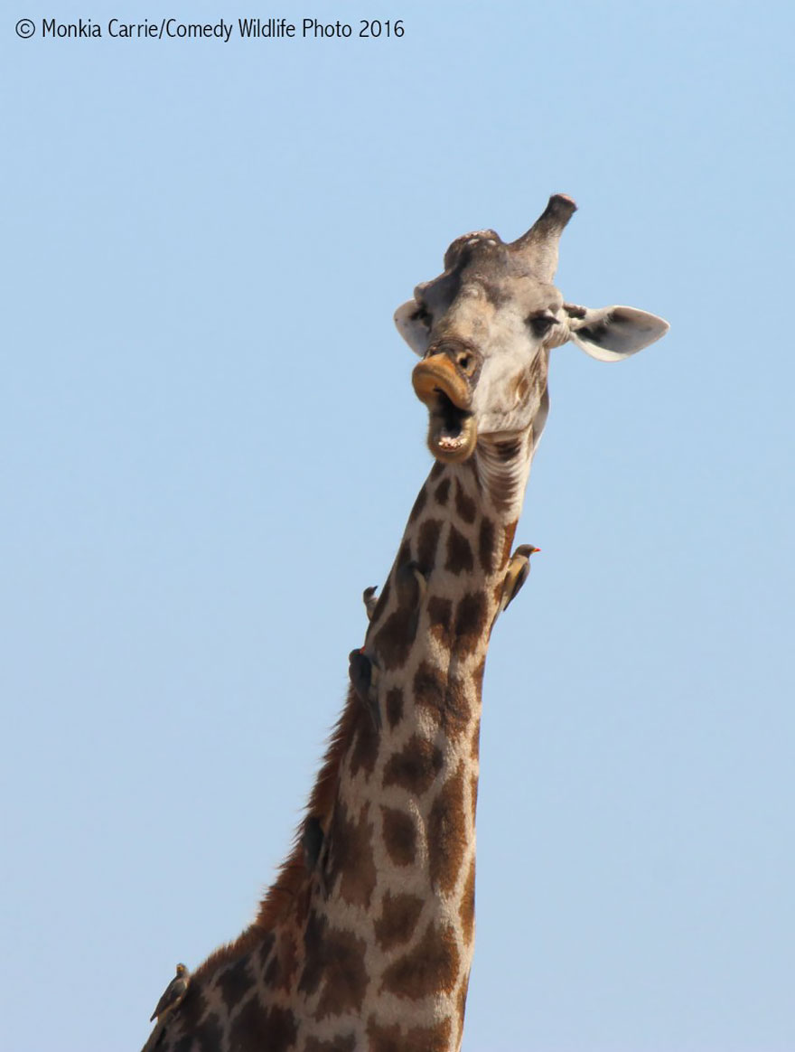 Comedy Wildlife Photography Awards 2016