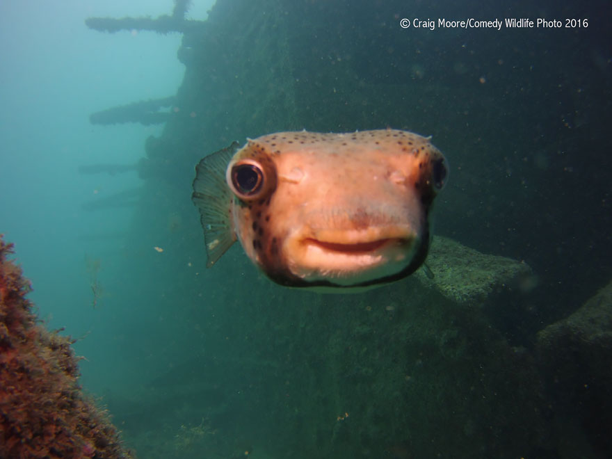 Comedy Wildlife Photography Awards 2016