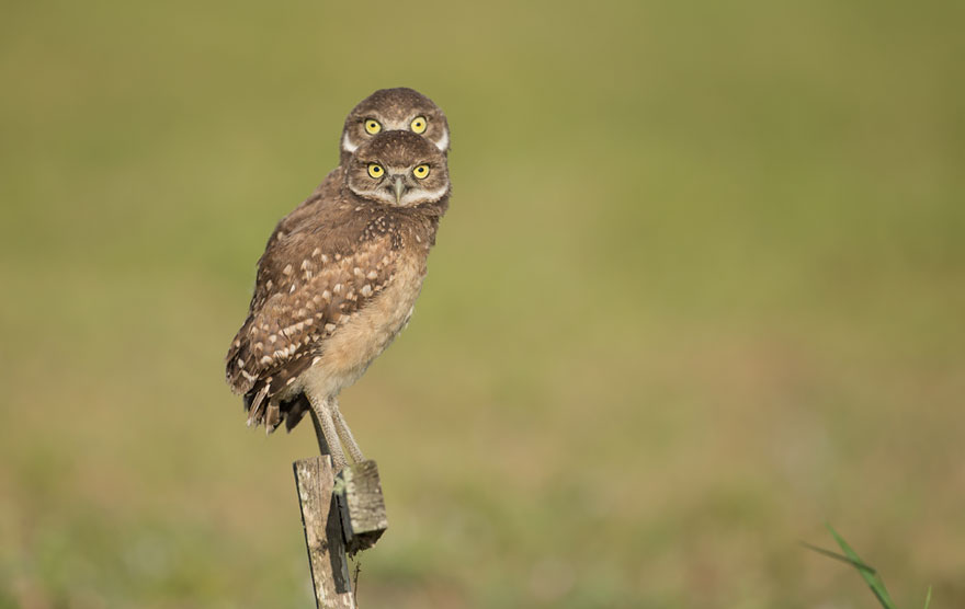 Comedy Wildlife Photography Awards 2016