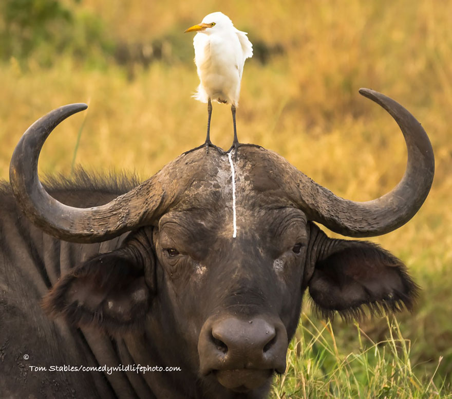 Comedy Wildlife Photography Awards 2016