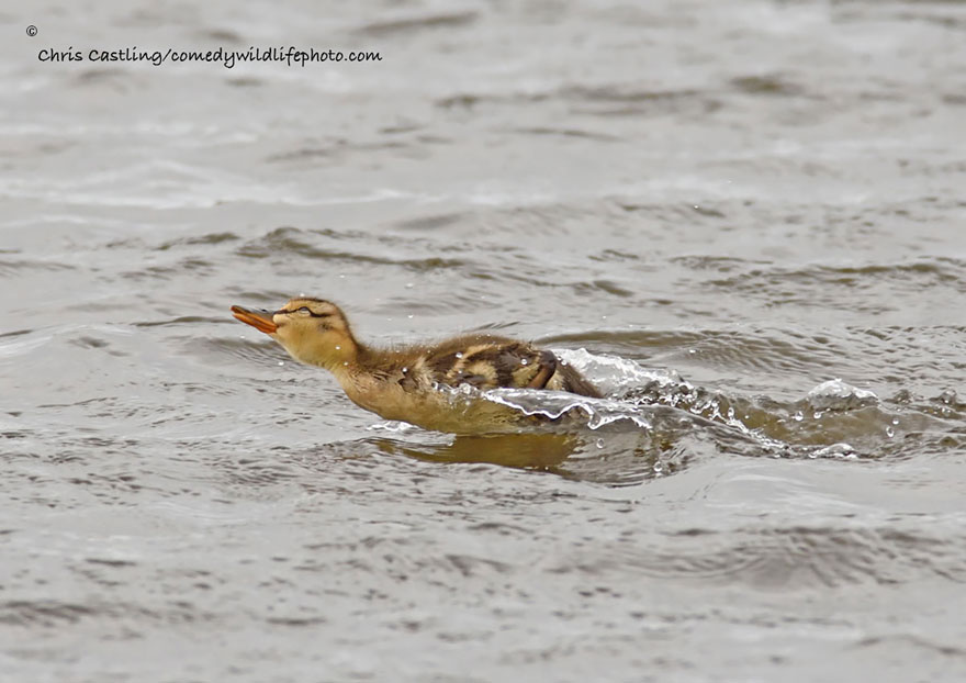 Comedy Wildlife Photography Awards 2016