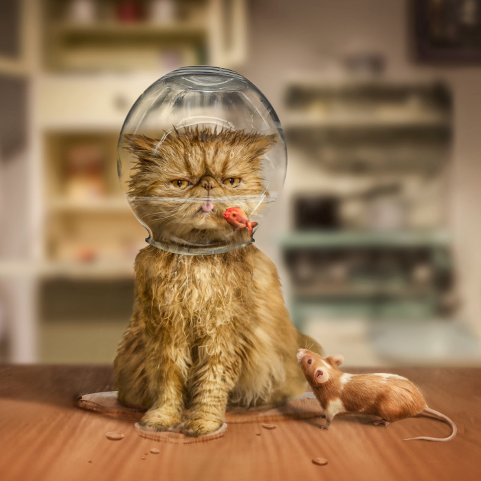 I Create Surreal Photos Of My Pets Using Photoshop (Part 2)