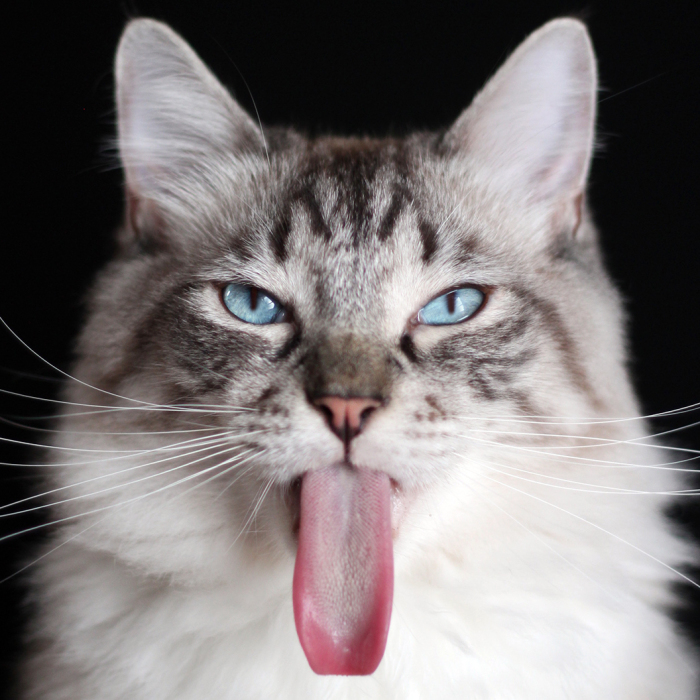 Meet Thorin, My Cat With The Incredibly Long Tongue