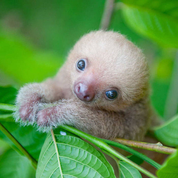 15 Fotos de perezosos adorables para celebrar el Día Internacional del Perezoso