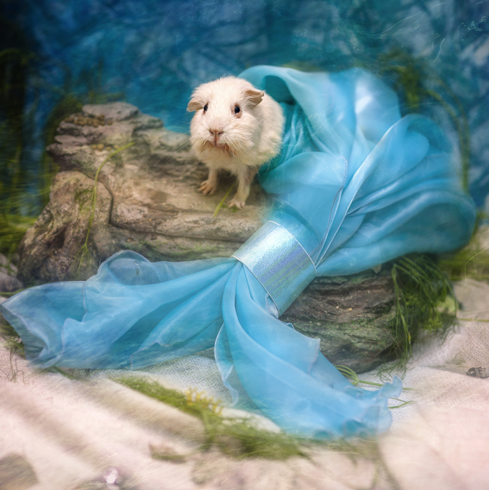 I Photograph Critters Rescued From Labs Like Children’s Book Characters To Help Them Find Their Happy Endings