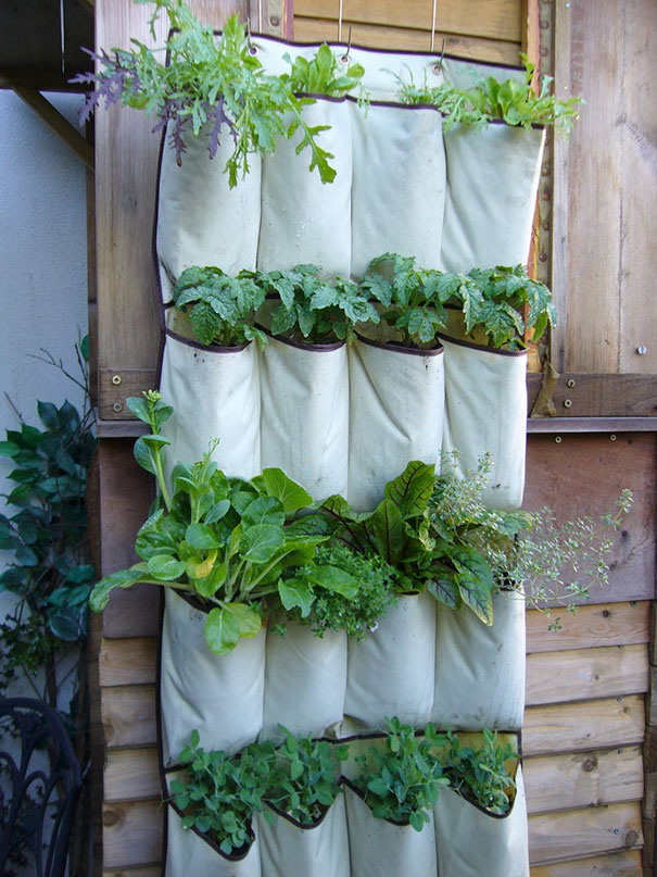 You Can Turn Shoe Organizer Into A Vegetable Garden