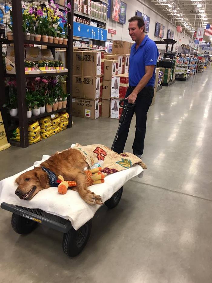 crippled-dog-rides-wagon-lymphoma-maverick-12