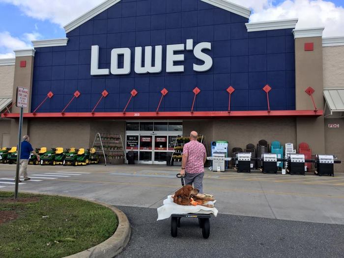 crippled-dog-rides-wagon-lymphoma-maverick-14