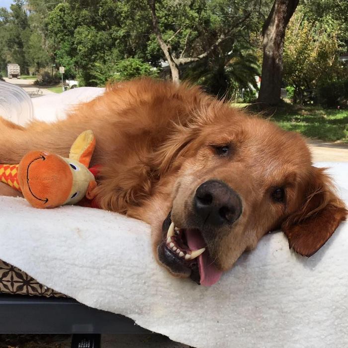 crippled-dog-rides-wagon-lymphoma-maverick-15