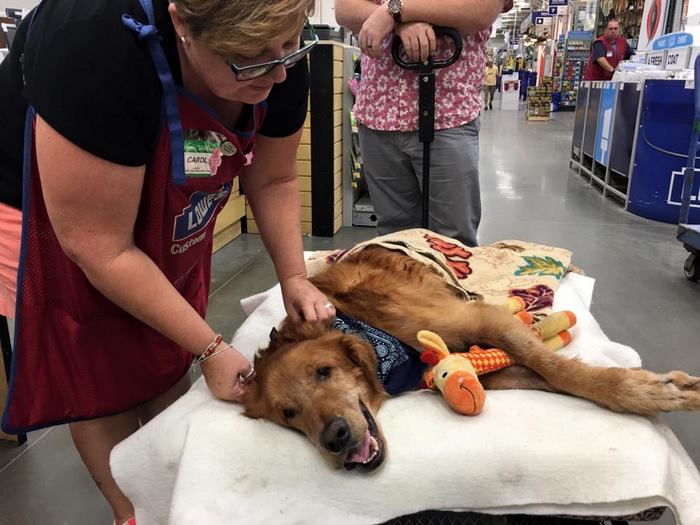 crippled-dog-rides-wagon-lymphoma-maverick-3