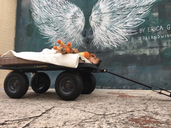 crippled-dog-rides-wagon-lymphoma-maverick-9