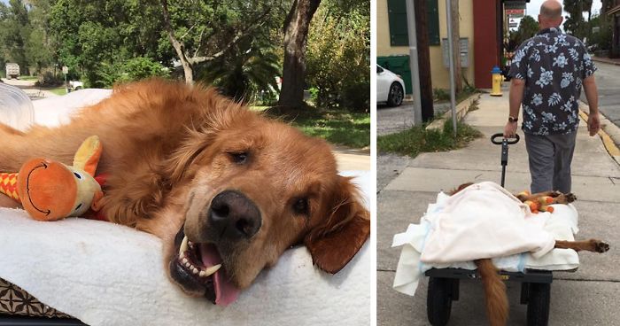 Dog Too Sick To Sit Is Given A Final Ride Around Town, Makes A Miraculous Recovery