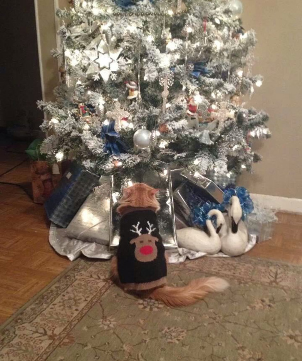 My Girlfriend's Cat Stares At Her Tree For Hours Like This. Bonus Sweater Too.
