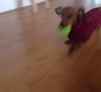 Cute Sweater, Even Cuter Dog