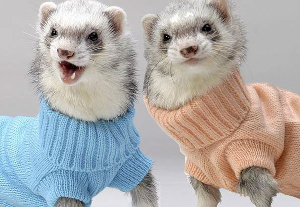 Adorable Ferrets