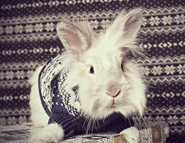 Snowey Hates His Ugly Sweater